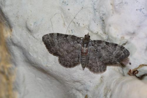 Réf. 254 156 : Pasiphila chloerata